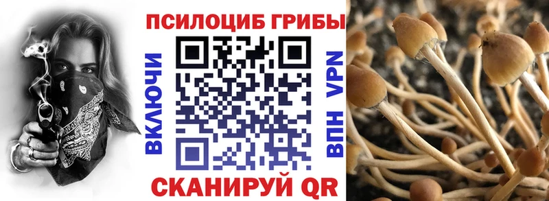 Псилоцибиновые грибы Psilocybe  Купить где  Сенгилей 
